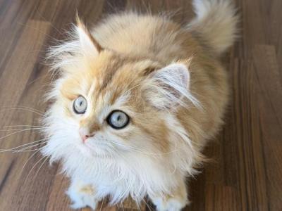 Golden British Longhair Female - British Shorthair - Gallery Photo #1