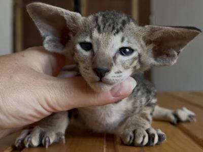 Black Marble Boy From Marbleficent - Peterbald - Gallery Photo #1