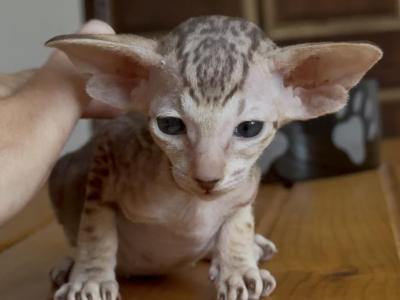 Rare Choco Marble Female - Peterbald - Gallery Photo #1