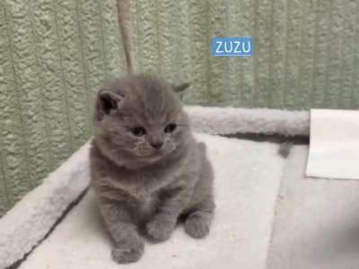 Zuzu - Scottish Straight - Gallery Photo #1