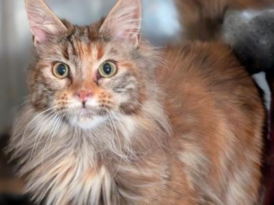 Venus - Maine Coon - Gallery Photo #1
