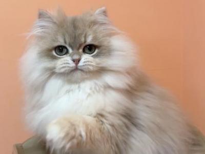 Brian - British Shorthair - Gallery Photo #1
