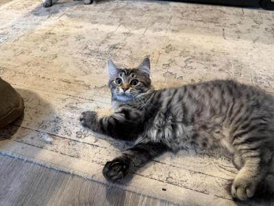 Sass - Ragdoll - Gallery Photo #1