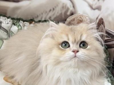 Bosnia - British Shorthair - Gallery Photo #1