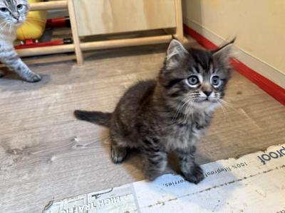 Duchess Litter - Ragdoll - Gallery Photo #1