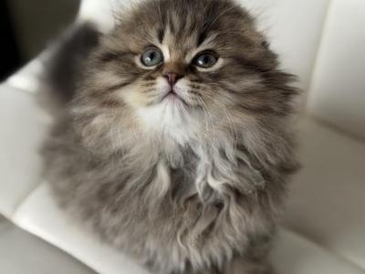 Doom Scottish Fold - Scottish Fold - Gallery Photo #1