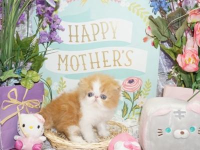 Show Quality Red And White Bi Color - Persian - Gallery Photo #1