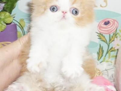 Show Quality Red And White Bi Color - Persian - Gallery Photo #1
