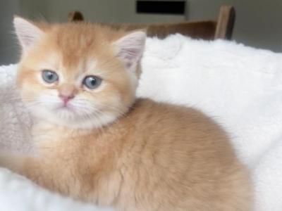 Luxury British Shorthair Boy Chocolate Golden Ch - British Shorthair - Gallery Photo #1