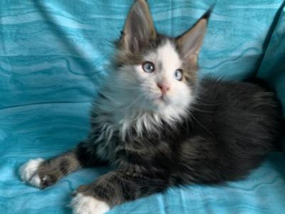 Jasper Poly Blue Eyes - Maine Coon - Gallery Photo #1
