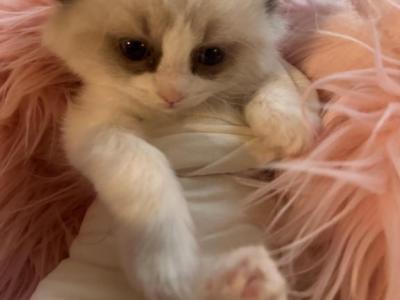 Bicolor Seal Point Female Ragdoll  4 Weeks Old - Ragdoll - Gallery Photo #1