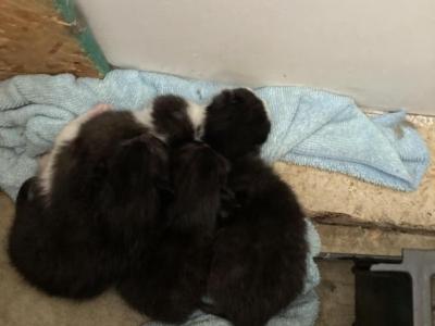 Botchy - Domestic - Gallery Photo #1