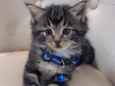 Beautiful Kittens Ready For Homes - American Longhair - Gallery Photo #1