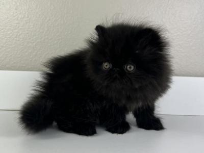 Fred - Persian - Gallery Photo #1