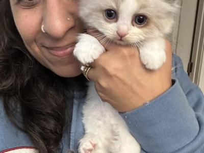 Male Bicolor Seal Point Male Ragdoll Kitten - Ragdoll - Gallery Photo #1