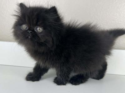 Shaggy - Persian - Gallery Photo #1