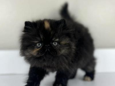 Daphne - Persian - Gallery Photo #1