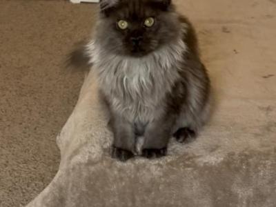 Smoke - Maine Coon - Gallery Photo #1
