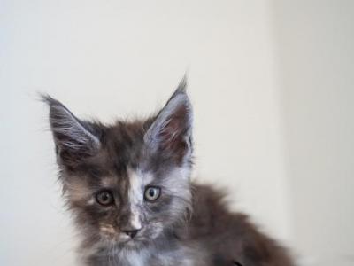 Lil - Maine Coon - Gallery Photo #1