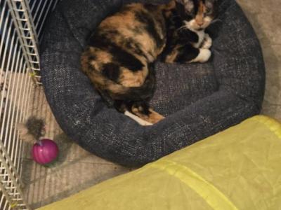 Patches - Devon Rex - Gallery Photo #1