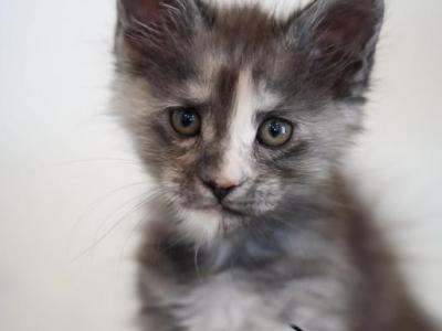 Susie - Maine Coon - Gallery Photo #1