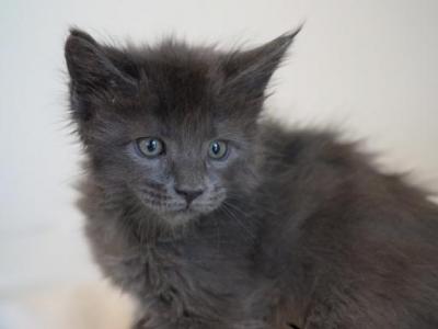 Cynthia - Maine Coon - Gallery Photo #1