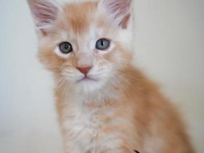 Chucky - Maine Coon - Gallery Photo #1