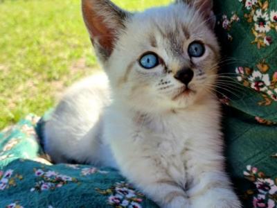 Erie - Siamese - Gallery Photo #1