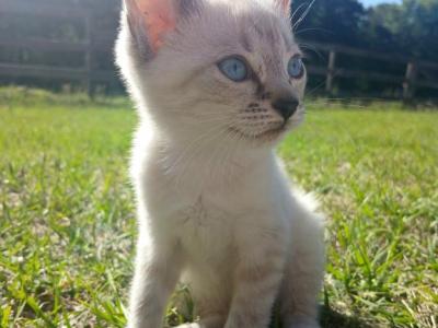 Piper - Siamese - Gallery Photo #1