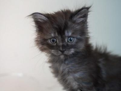 June Carter - Maine Coon - Gallery Photo #1
