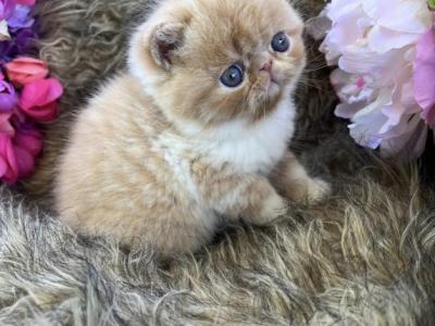 Milo - Exotic - Gallery Photo #1
