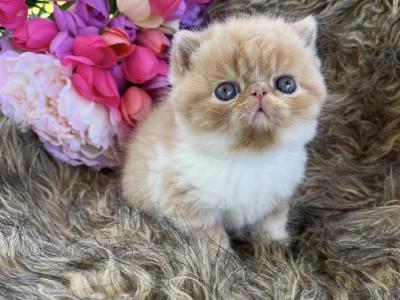 Beautiful Boy - Persian - Gallery Photo #1