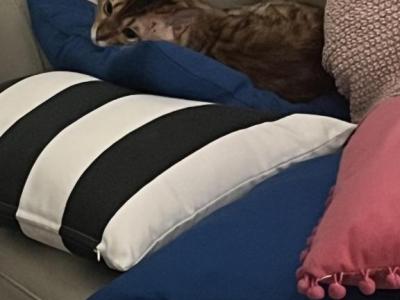 Taddy - Bengal - Gallery Photo #1
