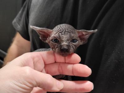 Bo - Sphynx - Gallery Photo #1