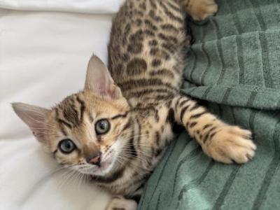 Jade - Bengal - Gallery Photo #1