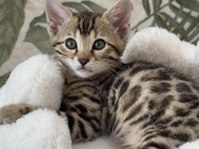 Amber - Bengal - Gallery Photo #1