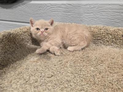 Siegfried - Exotic - Gallery Photo #1