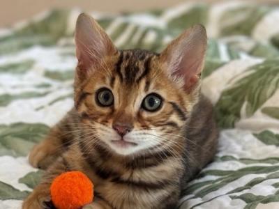 Onyx - Bengal - Gallery Photo #1