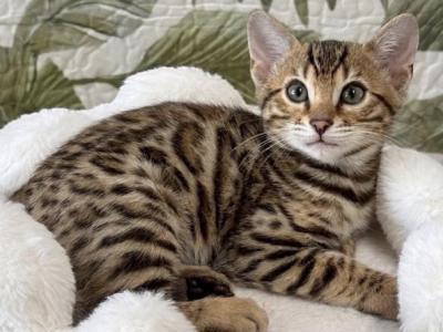 Jasper - Bengal - Gallery Photo #1