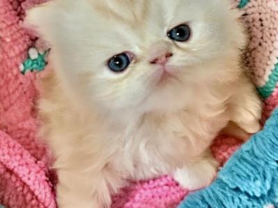 Sunny - Persian - Gallery Photo #1