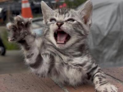 Oreo - Bengal - Gallery Photo #1