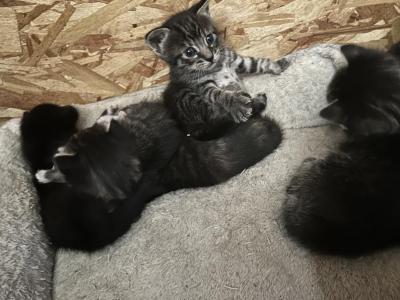 Kittens - Toyger - Gallery Photo #1