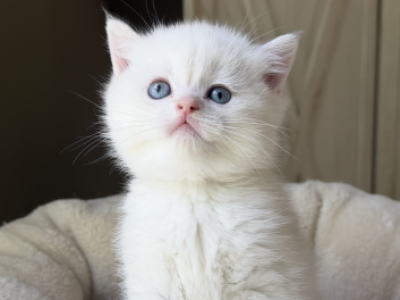 Elon - British Shorthair - Gallery Photo #1