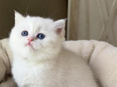 Elsa - British Shorthair - Gallery Photo #1
