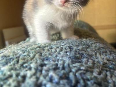 Scottish Straight And Fold Kittens - Scottish Fold - Gallery Photo #1