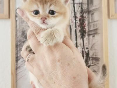 British Shorthair Golden Chinchilla Ram - British Shorthair - Gallery Photo #1