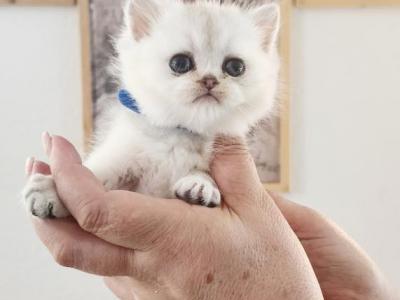 British Shorthair Silver Chinchilla Buddy - British Shorthair - Gallery Photo #1