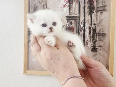 British Shorthair Chinchilla Kitten Kate - British Shorthair - Gallery Photo #1