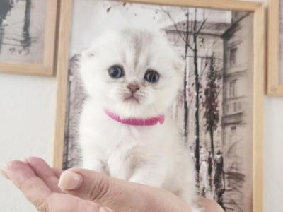 Scottish Fold Chinchilla Kitten Martha - Scottish Fold - Gallery Photo #1