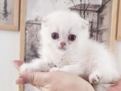 Scottish Fold Chinchilla Kitten Bruno - Scottish Fold - Gallery Photo #1